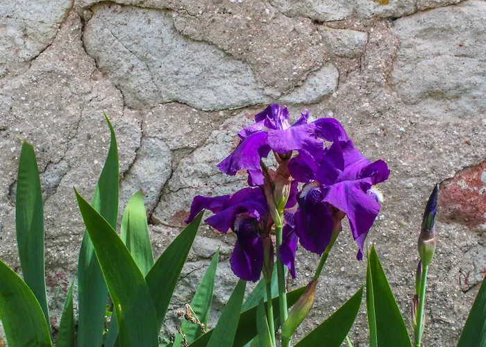 イン Real Del Buen Camino, Rural Villanueva de Campeán